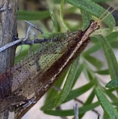 Hemerobiidae sp. (family) (Unidentified brown lacewing) at Kosciuszko National Park - 21 Jan 2022 by Ned_Johnston