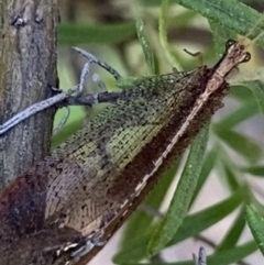 Hemerobiidae sp. (family) at Jagungal Wilderness, NSW - 21 Jan 2022 05:40 PM