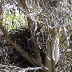 Ptilonorhynchus violaceus (Satin Bowerbird) at Mulloon, NSW - 25 Jan 2022 by jb2602