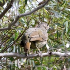 Ptilonorhynchus violaceus at Mulloon, NSW - 25 Jan 2022