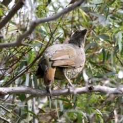 Ptilonorhynchus violaceus at Mulloon, NSW - 25 Jan 2022
