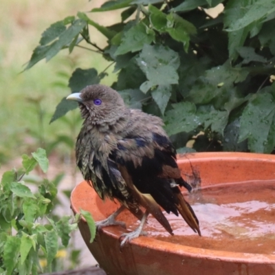 Ptilonorhynchus violaceus (Satin Bowerbird) at Fraser, ACT - 29 Jan 2022 by Jeff