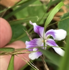 Viola hederacea (Ivy-leaved Violet) at Broulee, NSW - 25 Jan 2022 by Tapirlord