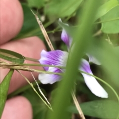 Viola hederacea at Broulee, NSW - 26 Jan 2022