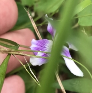 Viola hederacea at Broulee, NSW - 26 Jan 2022 08:46 AM