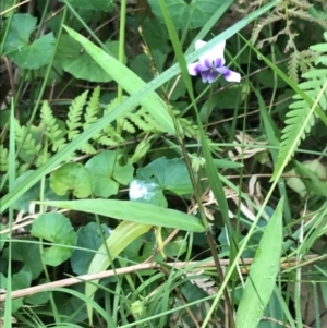 Viola hederacea at Broulee, NSW - 26 Jan 2022 08:46 AM