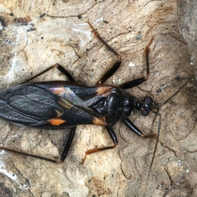 Horcinia varians (An assassin bug) at Hackett, ACT - 27 Jan 2022 by jb2602
