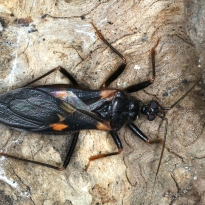 Horcinia varians (An assassin bug) at Mount Ainslie - 27 Jan 2022 by jbromilow50