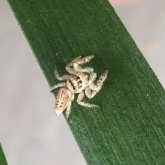 Opisthoncus grassator (Jumping spider) at Reid, ACT - 24 Jan 2022 by AndyRussell