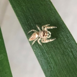 Opisthoncus grassator at Reid, ACT - 24 Jan 2022