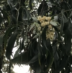Acacia falciformis (Broad-leaved Hickory) at Broulee, NSW - 26 Jan 2022 by Tapirlord