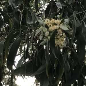 Acacia falciformis at Broulee, NSW - 26 Jan 2022