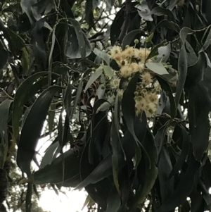 Acacia falciformis at Broulee, NSW - 26 Jan 2022 08:49 AM