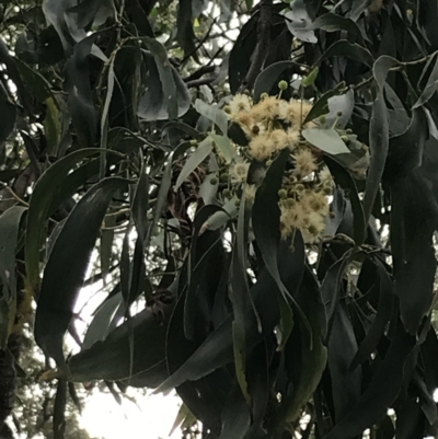 Acacia falciformis (Broad-leaved Hickory) at Broulee, NSW - 26 Jan 2022 by Tapirlord