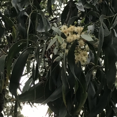 Acacia falciformis (Broad-leaved Hickory) at Broulee, NSW - 25 Jan 2022 by Tapirlord