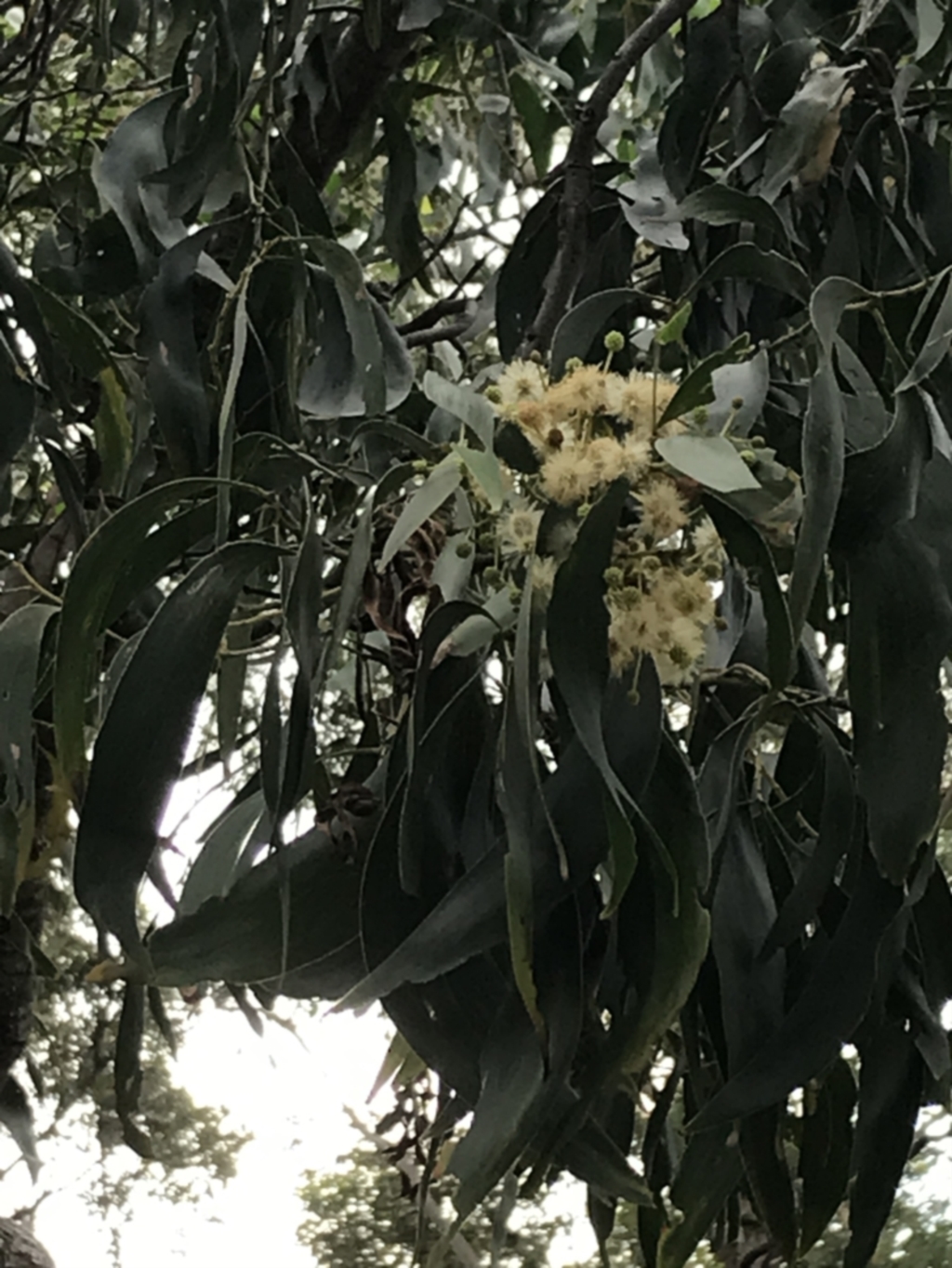 Acacia falciformis at Broulee, NSW - 26 Jan 2022