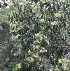 Acacia falciformis at Broulee, NSW - 26 Jan 2022