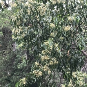 Acacia falciformis at Broulee, NSW - 26 Jan 2022