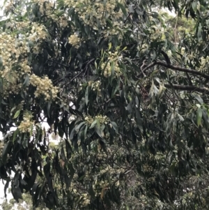 Acacia falciformis at Broulee, NSW - 26 Jan 2022 08:49 AM