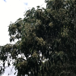 Acacia falciformis at Broulee, NSW - 26 Jan 2022 08:49 AM