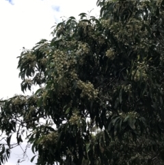 Acacia falciformis at Broulee, NSW - 26 Jan 2022