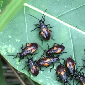 Oncopeltus (Oncopeltus) sordidus at Broulee, NSW - 26 Jan 2022 08:51 AM