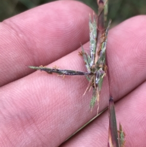 Cymbopogon refractus at Broulee, NSW - 26 Jan 2022 09:01 AM