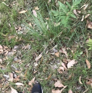 Cymbopogon refractus at Broulee, NSW - 26 Jan 2022 09:01 AM