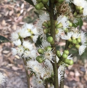 Eucalyptus botryoides at Broulee Moruya Nature Observation Area - 26 Jan 2022 09:04 AM