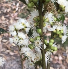 Eucalyptus botryoides (Bangalay, Southern Mahogany) at Broulee, NSW - 25 Jan 2022 by Tapirlord