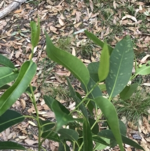 Eucalyptus botryoides at Broulee Moruya Nature Observation Area - 26 Jan 2022