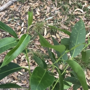 Eucalyptus botryoides at Broulee, NSW - 26 Jan 2022