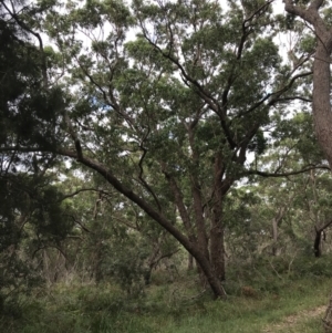 Eucalyptus botryoides at Broulee Moruya Nature Observation Area - 26 Jan 2022