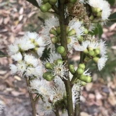 Eucalyptus botryoides at Broulee Moruya Nature Observation Area - 26 Jan 2022 09:04 AM