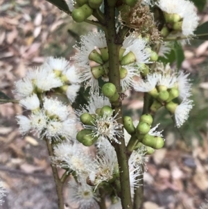 Eucalyptus botryoides at Broulee Moruya Nature Observation Area - 26 Jan 2022