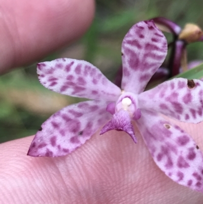 Dipodium punctatum (Blotched Hyacinth Orchid) at Broulee, NSW - 25 Jan 2022 by Tapirlord