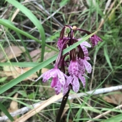 Dipodium punctatum at Broulee, NSW - 26 Jan 2022