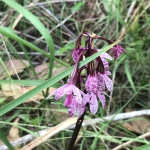 Dipodium punctatum at Broulee, NSW - 26 Jan 2022