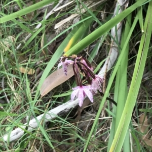 Dipodium punctatum at Broulee, NSW - suppressed