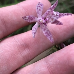 Dipodium punctatum at Broulee, NSW - 26 Jan 2022