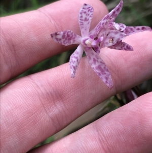 Dipodium punctatum at Broulee, NSW - suppressed