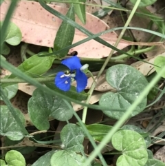 Commelina cyanea (Scurvy Weed) at Broulee, NSW - 26 Jan 2022 by Tapirlord