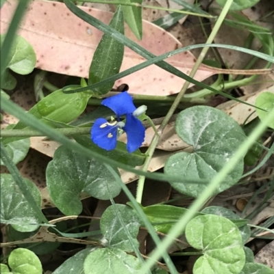 Commelina cyanea (Scurvy Weed) at Broulee, NSW - 25 Jan 2022 by Tapirlord