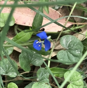 Commelina cyanea at Broulee, NSW - 26 Jan 2022