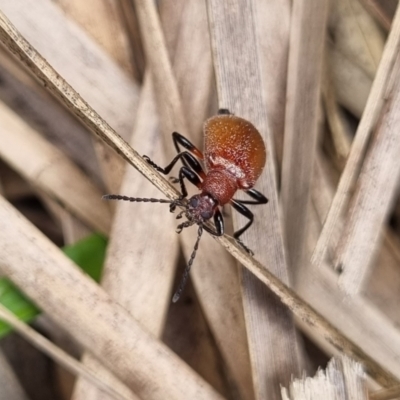 Ecnolagria grandis (Honeybrown beetle) at Tinderry Mountains - 22 Jan 2022 by markus