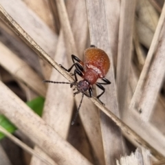 Ecnolagria grandis (Honeybrown beetle) at Tinderry Mountains - 22 Jan 2022 by markus