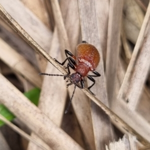 Ecnolagria grandis (Honeybrown beetle) at Tinderry, NSW by markus