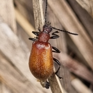 Ecnolagria grandis at Tinderry, NSW - 22 Jan 2022