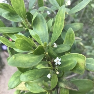 Myoporum insulare at Broulee, NSW - 27 Jan 2022