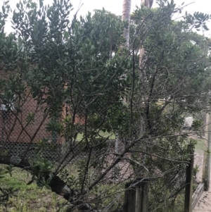 Myoporum insulare at Broulee, NSW - suppressed